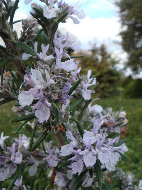 Rosmarinus officinalis fleur 2